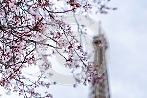 Spring in Paris. Bloomy cherry tree and the Eiffel Tower