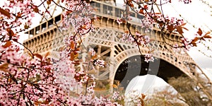 Spring in Paris. Bloomy cherry tree and the Eiffel Tower. Focus on flowers photo