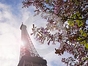 Spring in Paris - The Eiffel Tower Blossoms in the sun