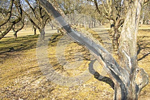 A spring park with bare trees and green grass on a bright sunny day. Trees without foliage in the park