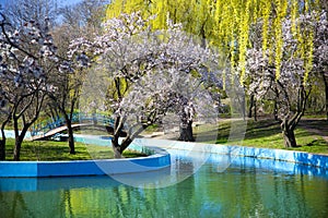 Spring in a park / cherry blossom