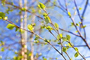 Spring in the park. Delicate green fresh young birch leaves bloom under the rays of the sun, against the backdrop of a blue sky.