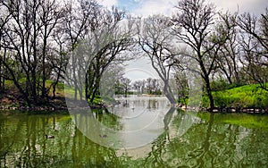 Spring park.  Ducks in a pond in the park. Trees and a river. Plants are reflected in the water