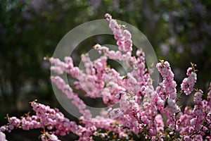 In spring, the park is full of various flowers