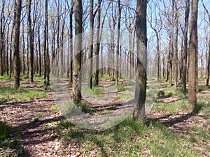 Spring park with green grass and trees with fallen leaves