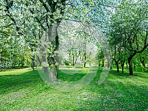 Spring park landscape with blooming cherry trees