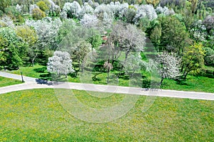 Spring park landscape with blossoming fruit trees in sunny day