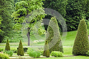 Spring Park with lawn with conical junipers