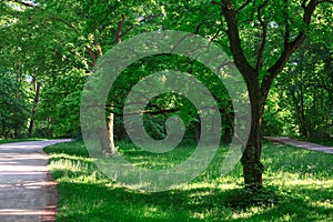 Spring park with walking path