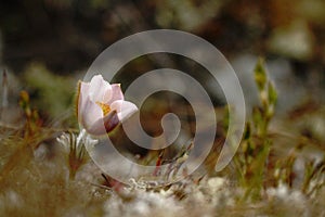 Spring Pasque Flower, Pusatilla vernalis  grow in meadow with natural background, wallpaper natural closeup macro, postcard beauty