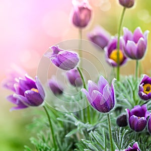 Spring Pasque Flowers photo