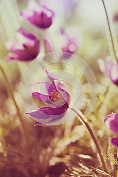 Spring Pasque Flowers