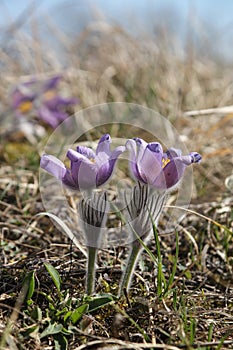 spring Pasque flowers on the meadow