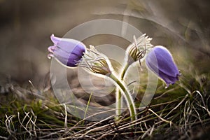 Spring pasqueflower, Pulsatilla vernalis spring flowers closed i photo