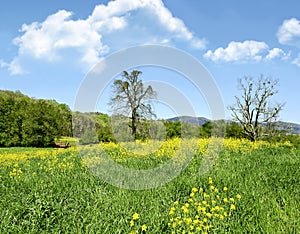 Spring Pasture Landscape