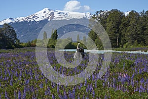 Spring in Patagonia along the Carretera Austral