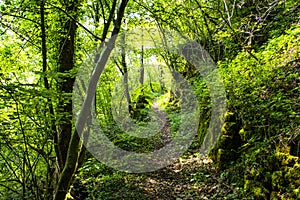 Spring path with green trees