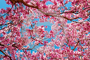 Spring pattern with blossom brunch of Magnolia. Spring bloom pink magnolia tree flowers. Blossom magnolia flower on blue