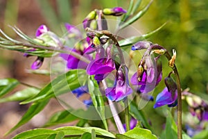 Spring pea or Lathyrus vernus is blooming