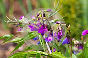 Spring pea or Lathyrus vernus is blooming photo