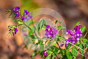 The Spring pea, Lathyrus vernus latin name