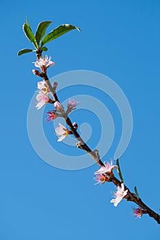 Spring peach blossom