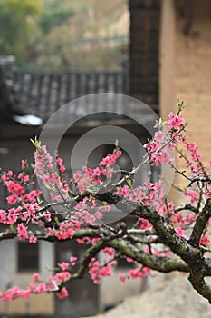 Spring Peach Blossoms Against the Background of Ancient Houses