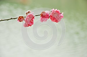 Spring peach flower on water background