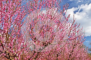 Primavera de durazno jardín 