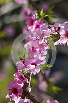 spring peach nectarine blossom on sunny day branch