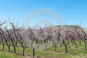 Spring peach orchard in full bloom with green grass and blue sky