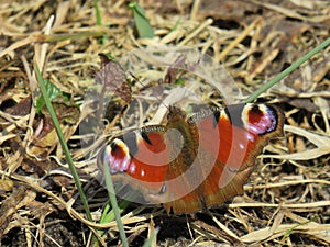 Spring peacock eye photo