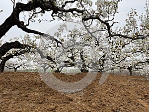 In spring, pear are blossomng, very beautiful