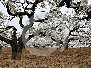 In spring, pear are blossomng, very beautiful