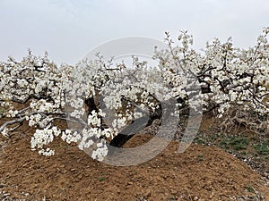 In spring, pear are blossomng, very beautiful