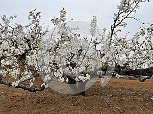 In spring, pear are blossomng, very beautiful