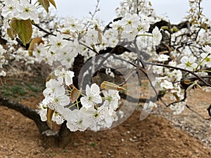 In spring, pear are blossomng, very beautiful