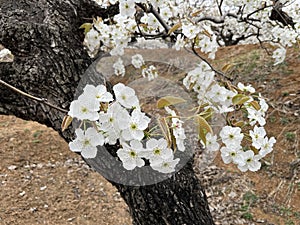 In spring, pear are blossomng, very beautiful