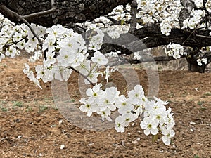In spring, pear are blossomng, very beautiful