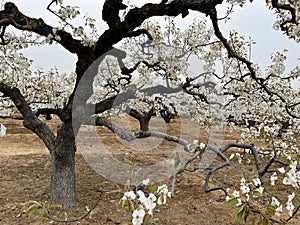 In spring, pear are blossomng, very beautiful