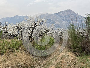 In spring, pear are blossomng, very beautiful