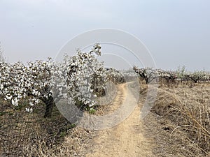 In spring, pear are blossomng, very beautiful