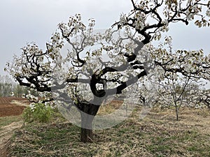 In spring, pear are blossomng, very beautiful