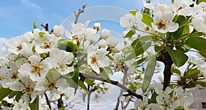 Spring Pear Flowers blooming on Branches over Blue Sky