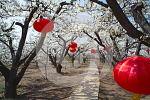 Spring pear orchard