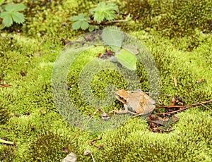 Spring Peeper