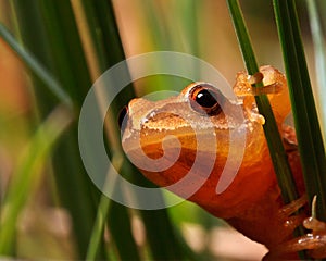 Spring Peeper Frog on Grass