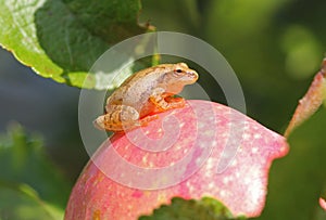 Spring Peeper frog (Pseudacris crucifer)