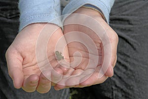 Spring Peeper in hand