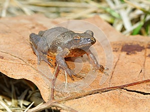 Spring Peeper (Pseudacris crucifer)